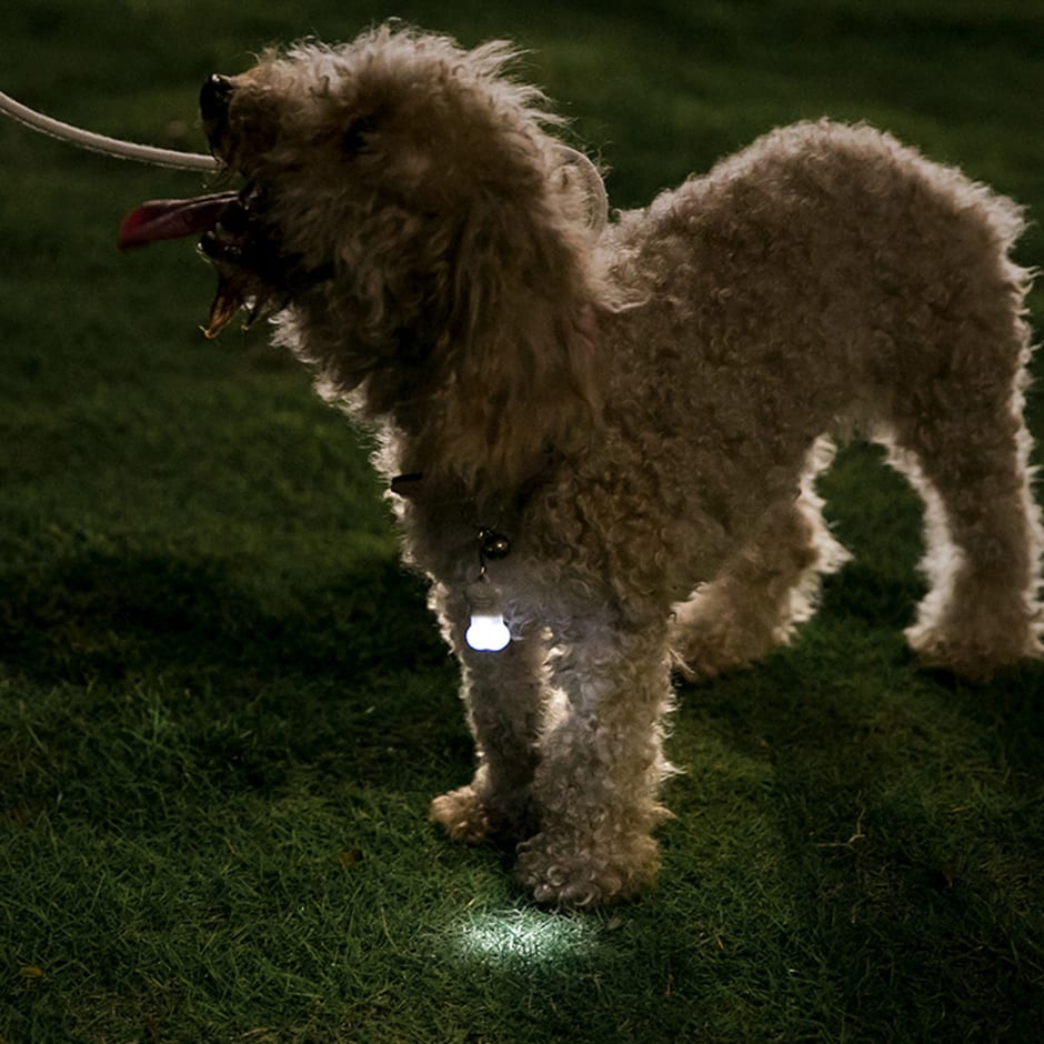 Perro en el césped de noche con dije de luz colgando de su collar